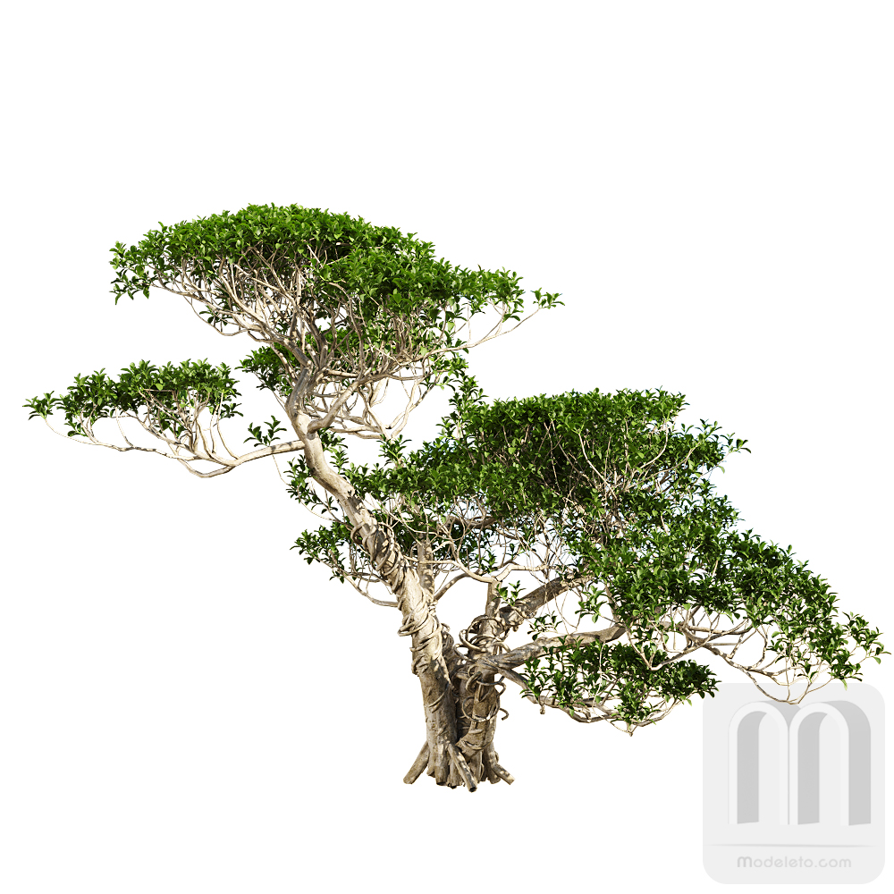 درخت  شماره 043