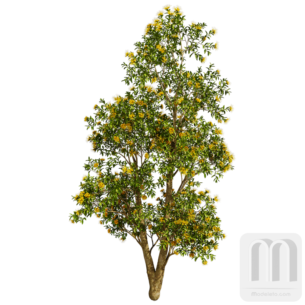 درخت  شماره 049